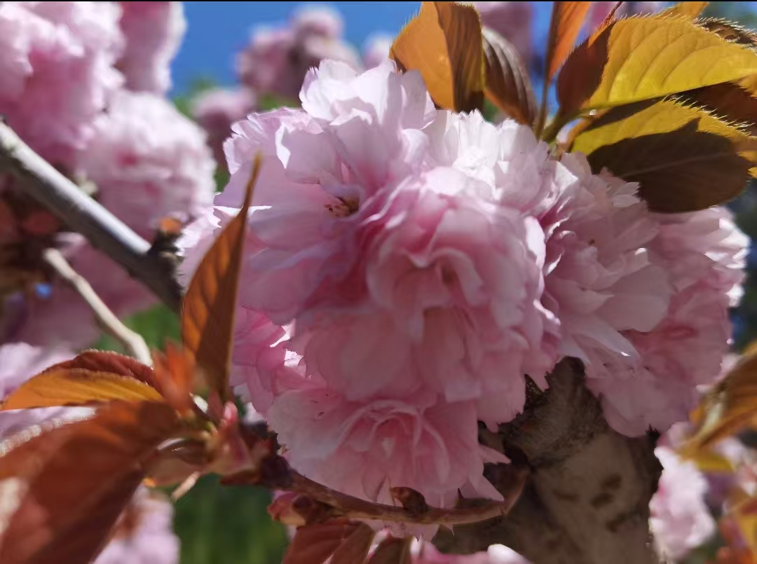 安宁桃花会，十里桃林花开如海，游客络绎不绝
